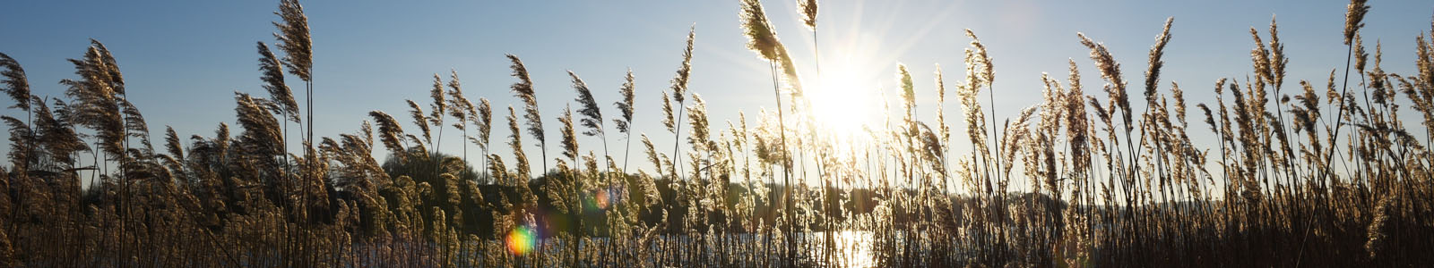 Gräserhalme mit Sonnenschein im Hintergrund ©DLR